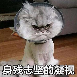 来源 微博 猫咪表情包