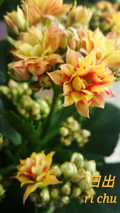 长寿花 日出