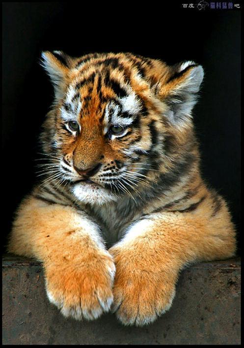 小老虎嗷呜壁纸图片