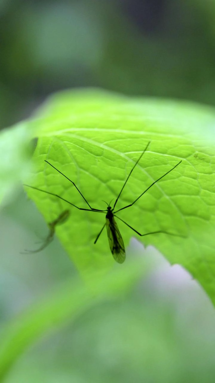 绿色的蚊子有毒吗图片
