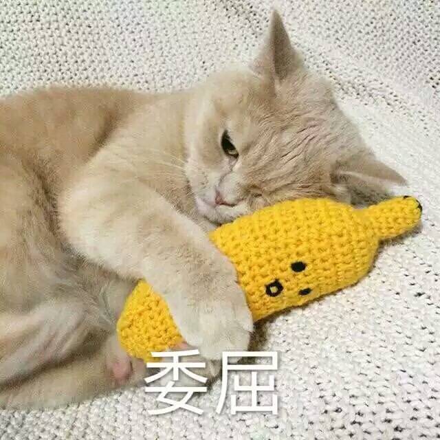萌宠日常##表情包##可爱
