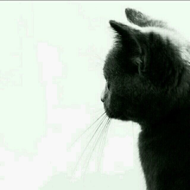 猫头像冷酷黑白图片