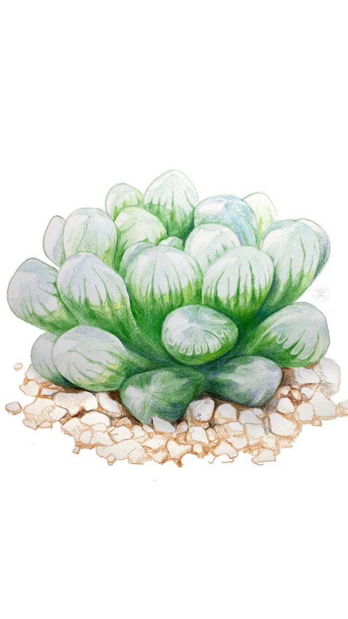 玉露