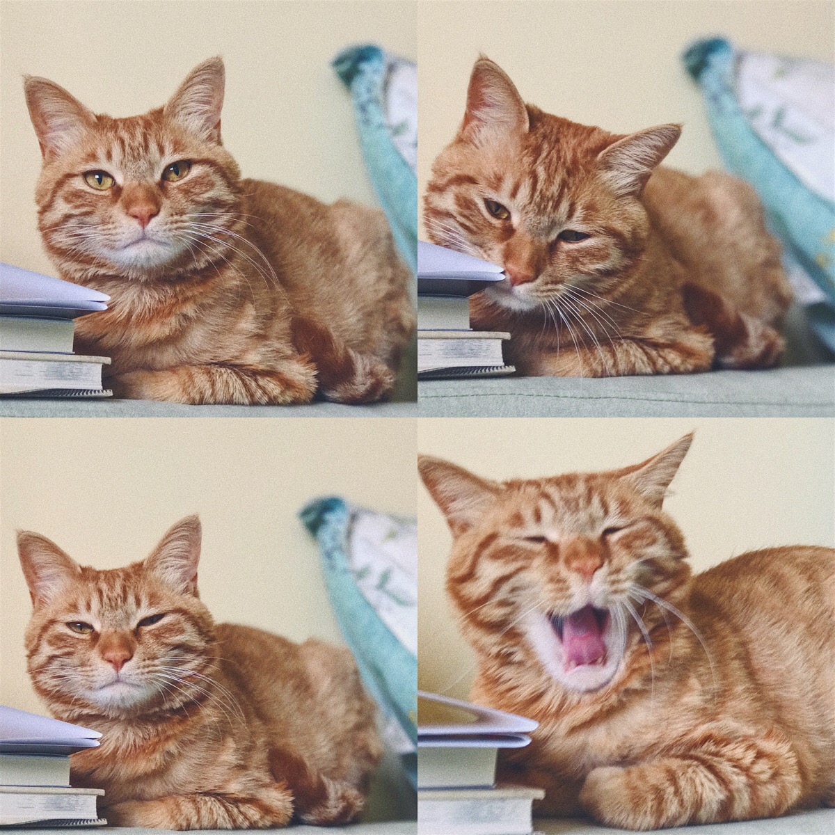 一看书就困的你