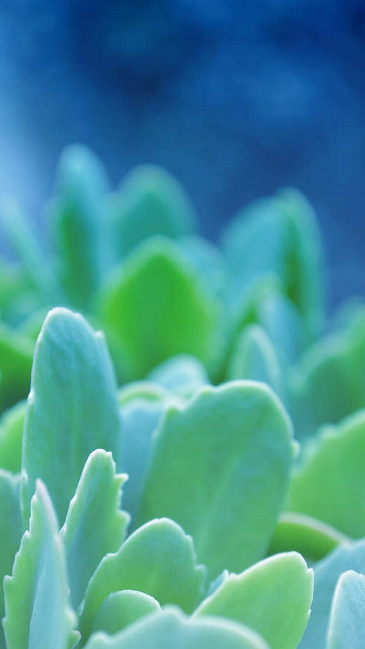 清新 可爱 简约 唯美 卡通 壁纸 -堆糖,美好生活研究所