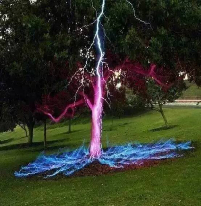 一棵被雷击中的树
