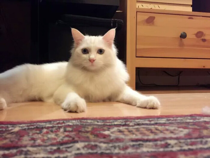 狮子猫 