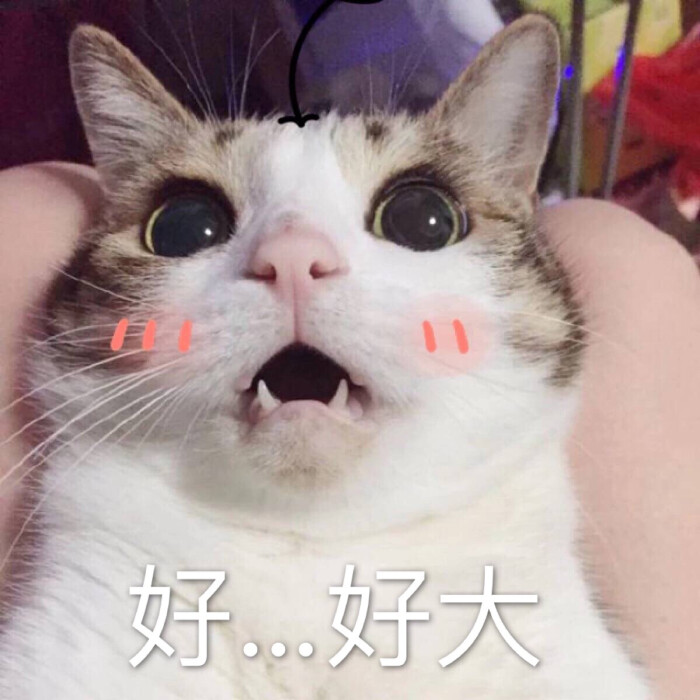 好…好大 猫 表情包 自作 污表情包