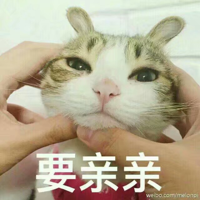 小可爱の表情包 喵咪 要亲亲