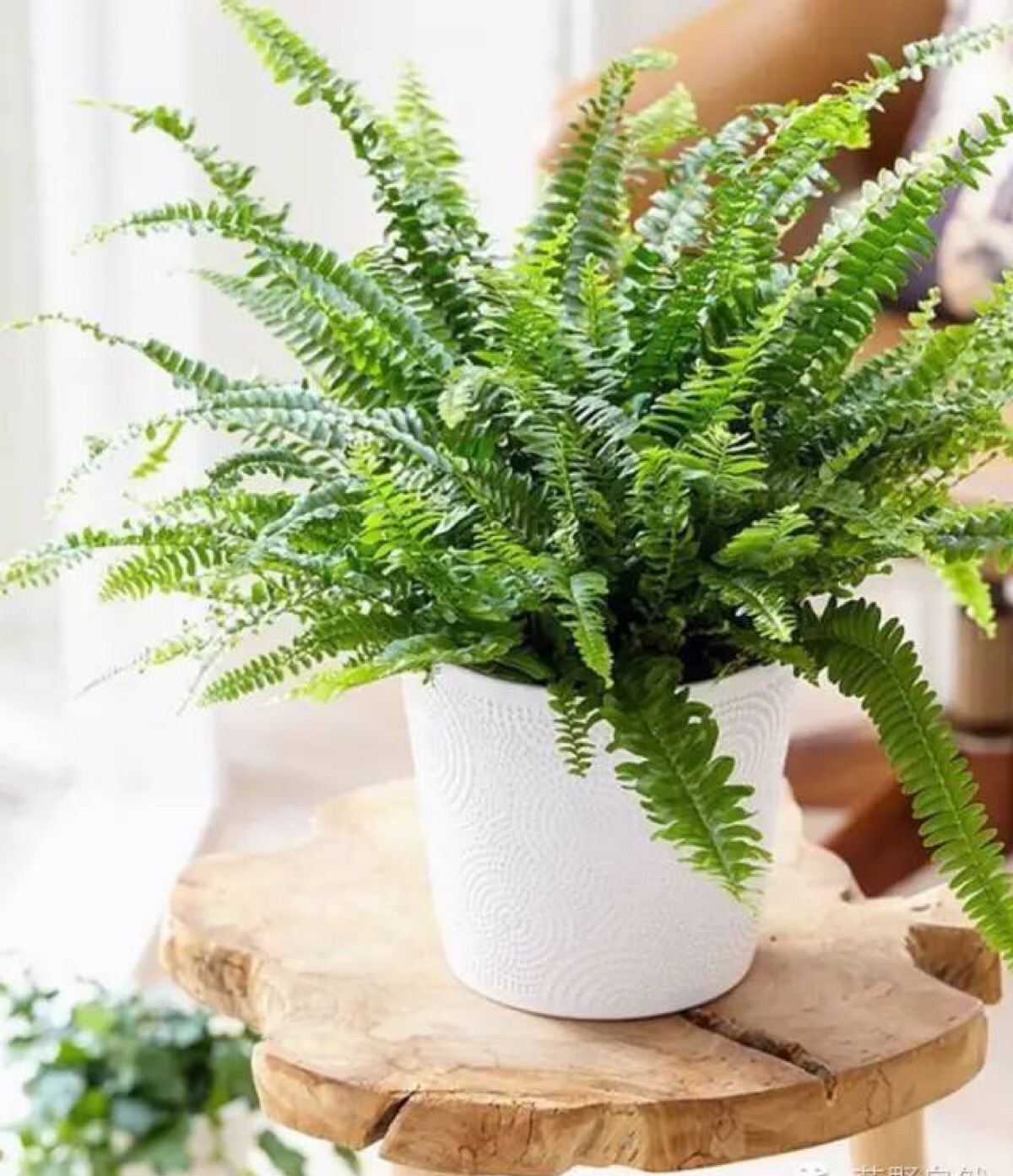 蕨类植物的一片绿叶,立马让你的用餐环境变得高大上,仪式感和幸福感都
