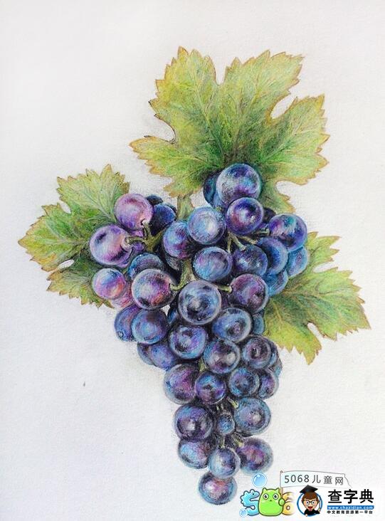 一串紫葡萄彩铅画水果作品
