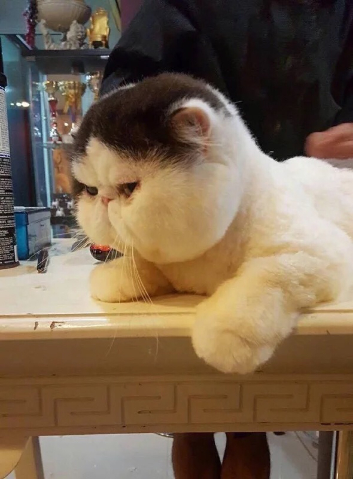 肥猫