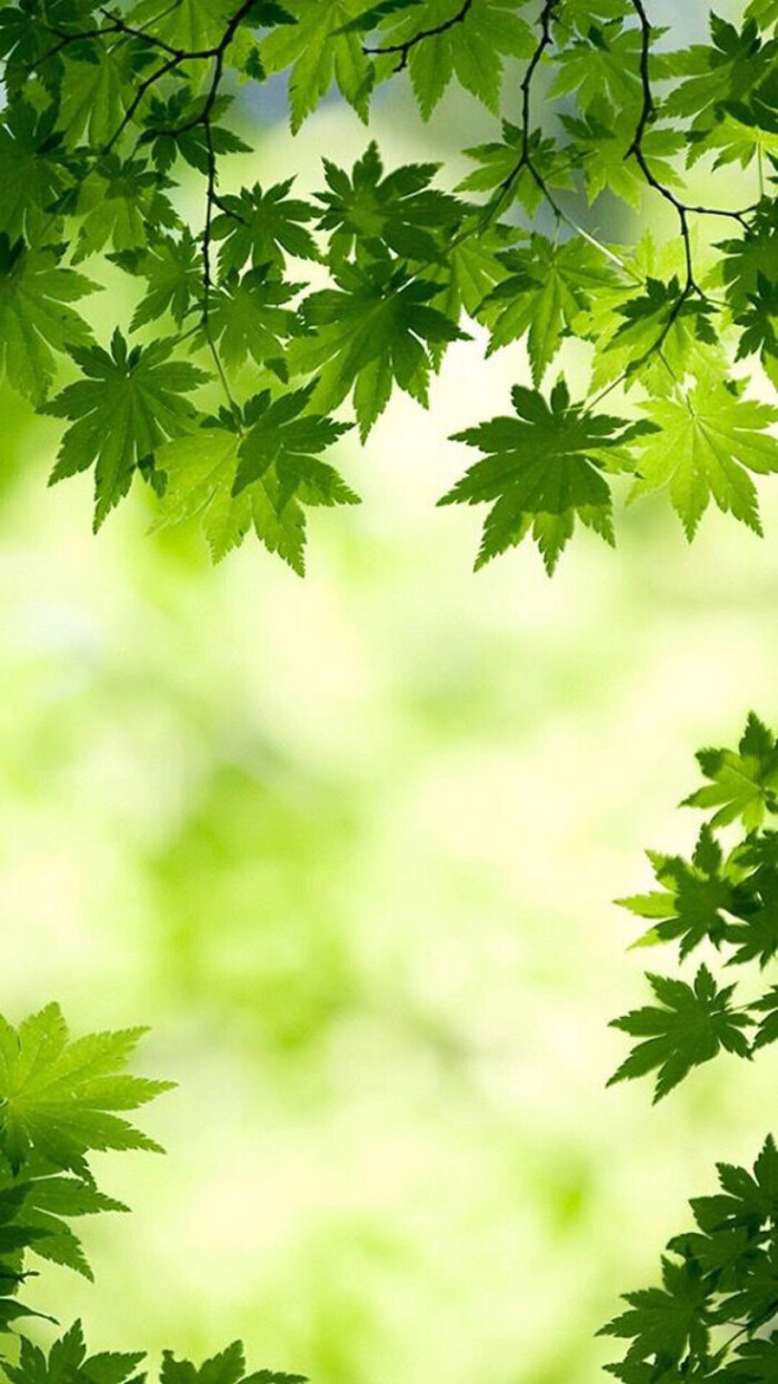 背景 壁纸 绿色 绿叶 树叶 植物 桌面 700_1244 竖版 竖屏 手机图片
