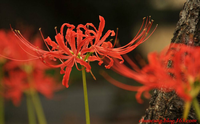 幽灵花,地狱花,死亡之花,舍子花,蟑螂花,生死之花,平地一声雷,鬼擎火
