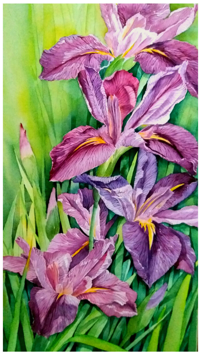 火儿水彩画,水彩,鸢尾花
