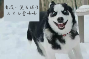 段子内涵|百科|表情|糗事调侃|不宜|少儿|…-堆下一张的表情图图片