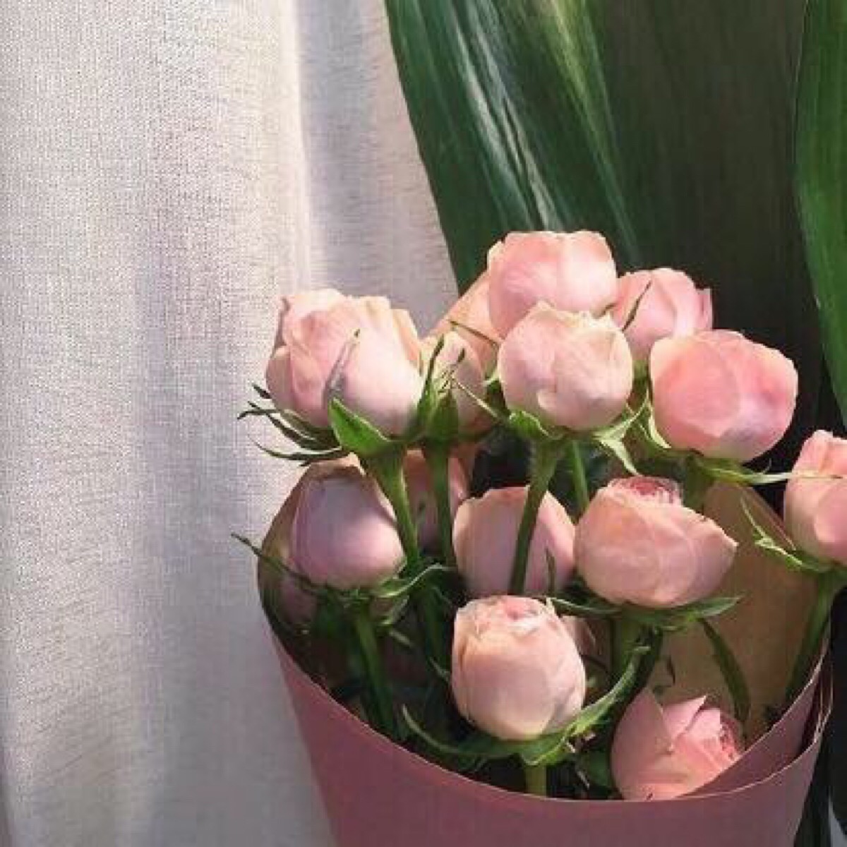 扎手的玫瑰