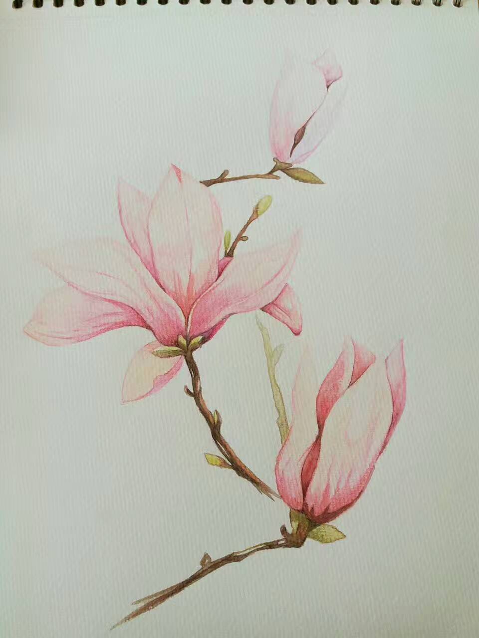 木兰花彩铅图片