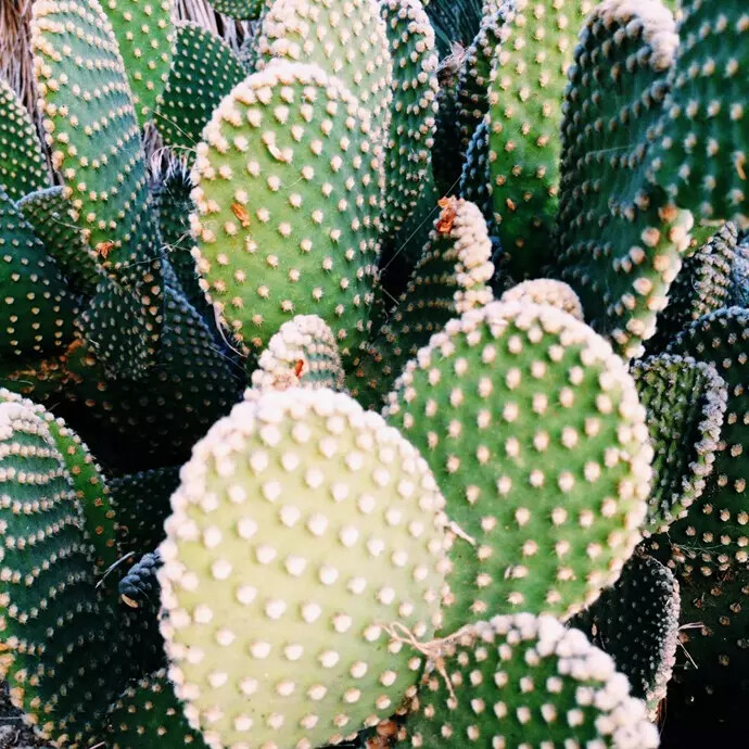 仙人掌 欧美 清新