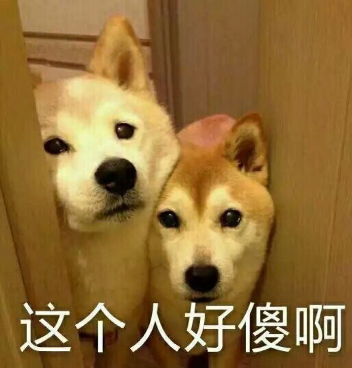 小可爱の表情包 狗狗 这个人好傻啊