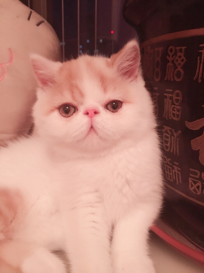 这双下巴,没谁了