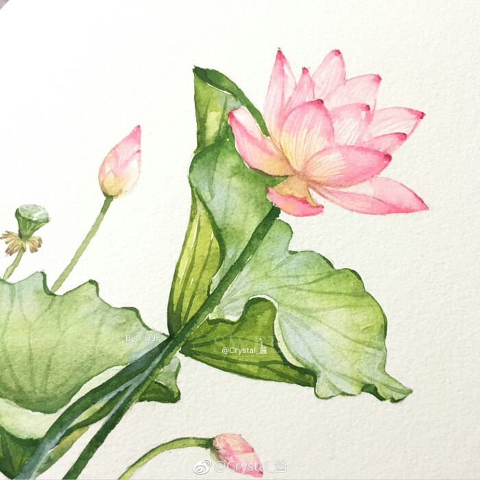 水彩,荷花