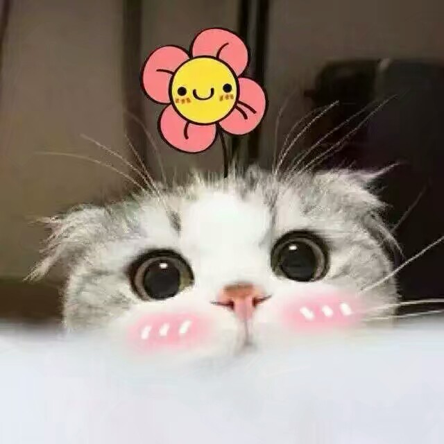 猫泡泡表情表情包龙红色图片