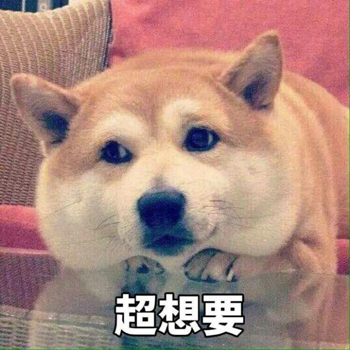 一大波狗狗表情包