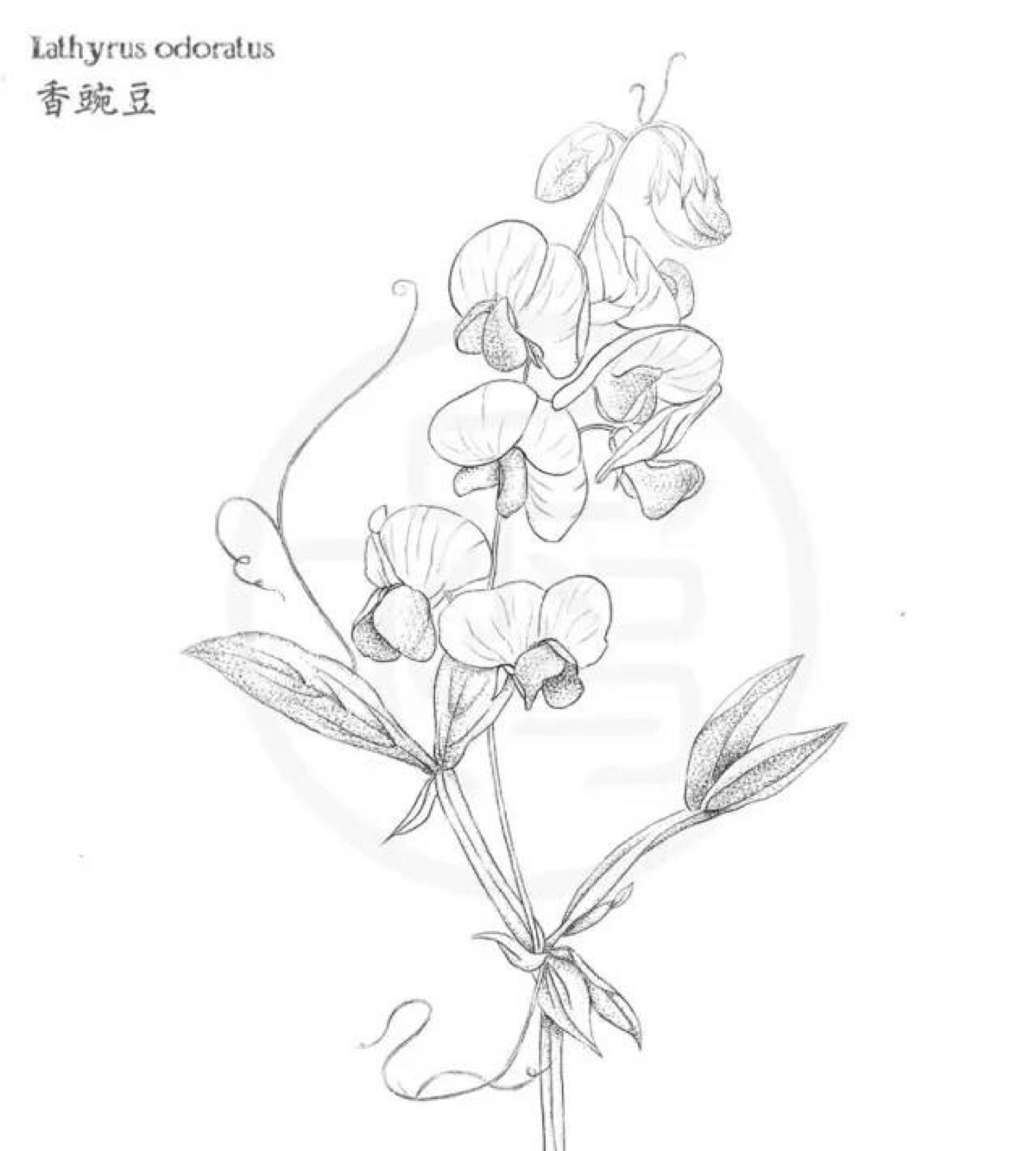 豌豆花简单简笔画图图片
