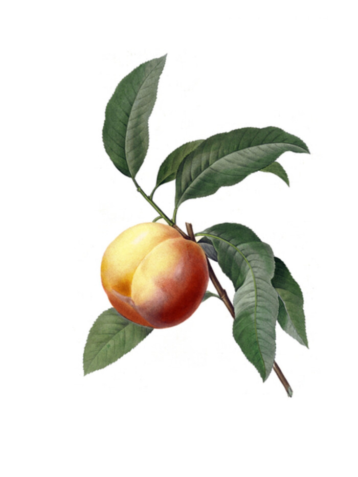 《手绘植物》桃子植物手绘插画