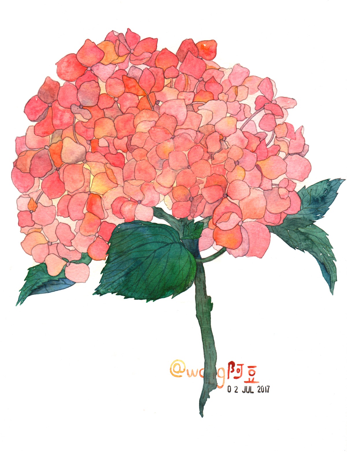 原创 插画 绣球花 (明天会出一篇文章,关于步骤和工具,和大家分享