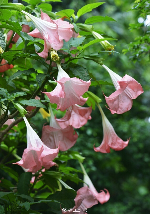 木本曼陀罗——茄科曼陀罗属.