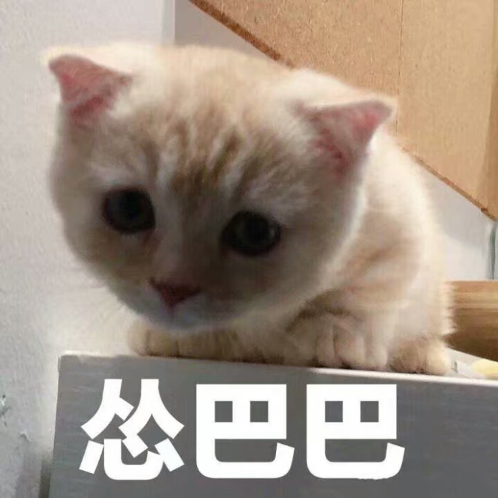 喵咪系列美好gif暴走漫画图片控…-堆糖,搞笑做他老母大世界表情文字图片