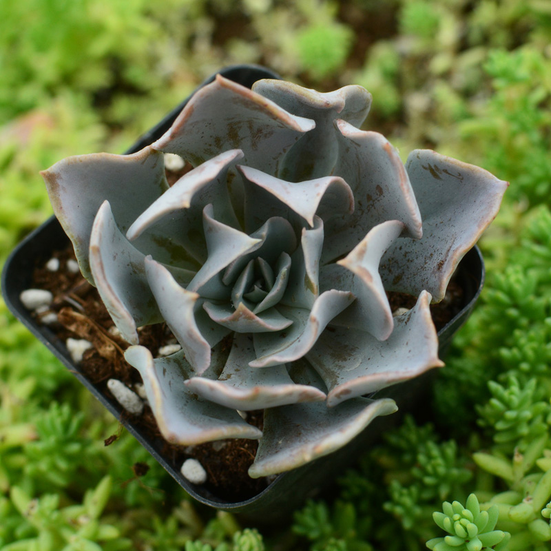 满39 办公室利比利亚品相佳 利比里亚多肉植物7cm精品大颗