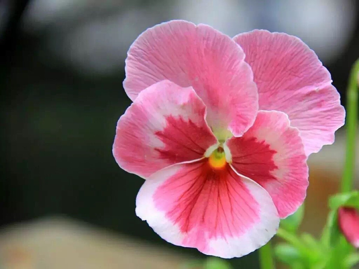 三色堇的花语是:我想你,请你也想起我.