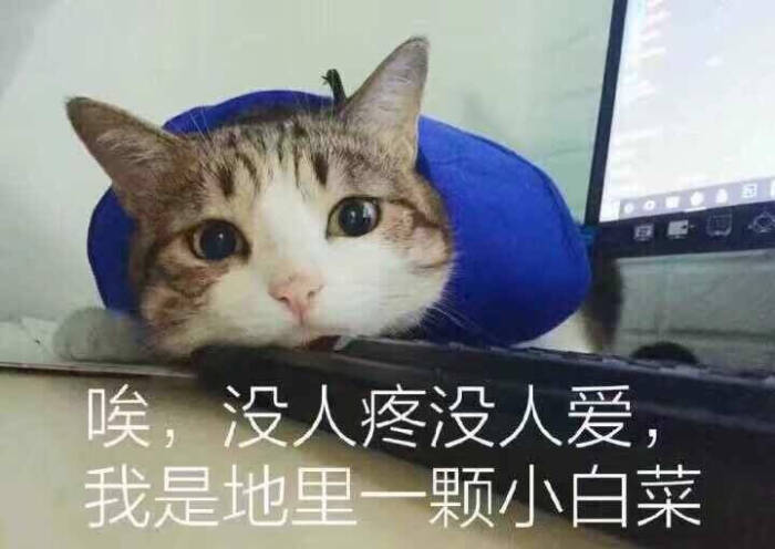 来源 微博 猫咪表情包