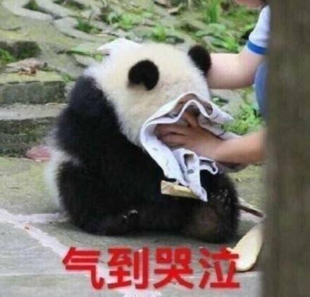 熊猫,表情包,气到哭泣