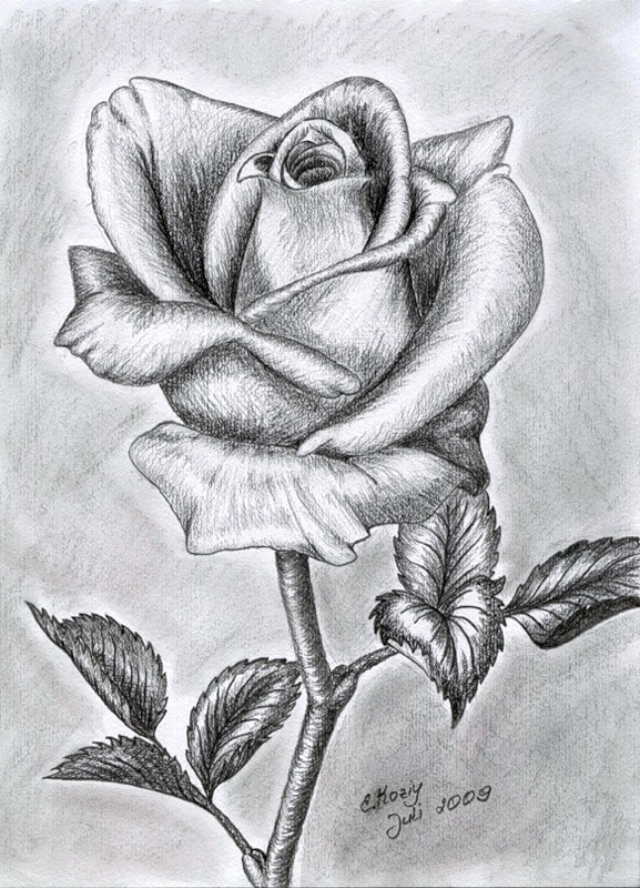 精微素描玫瑰图片