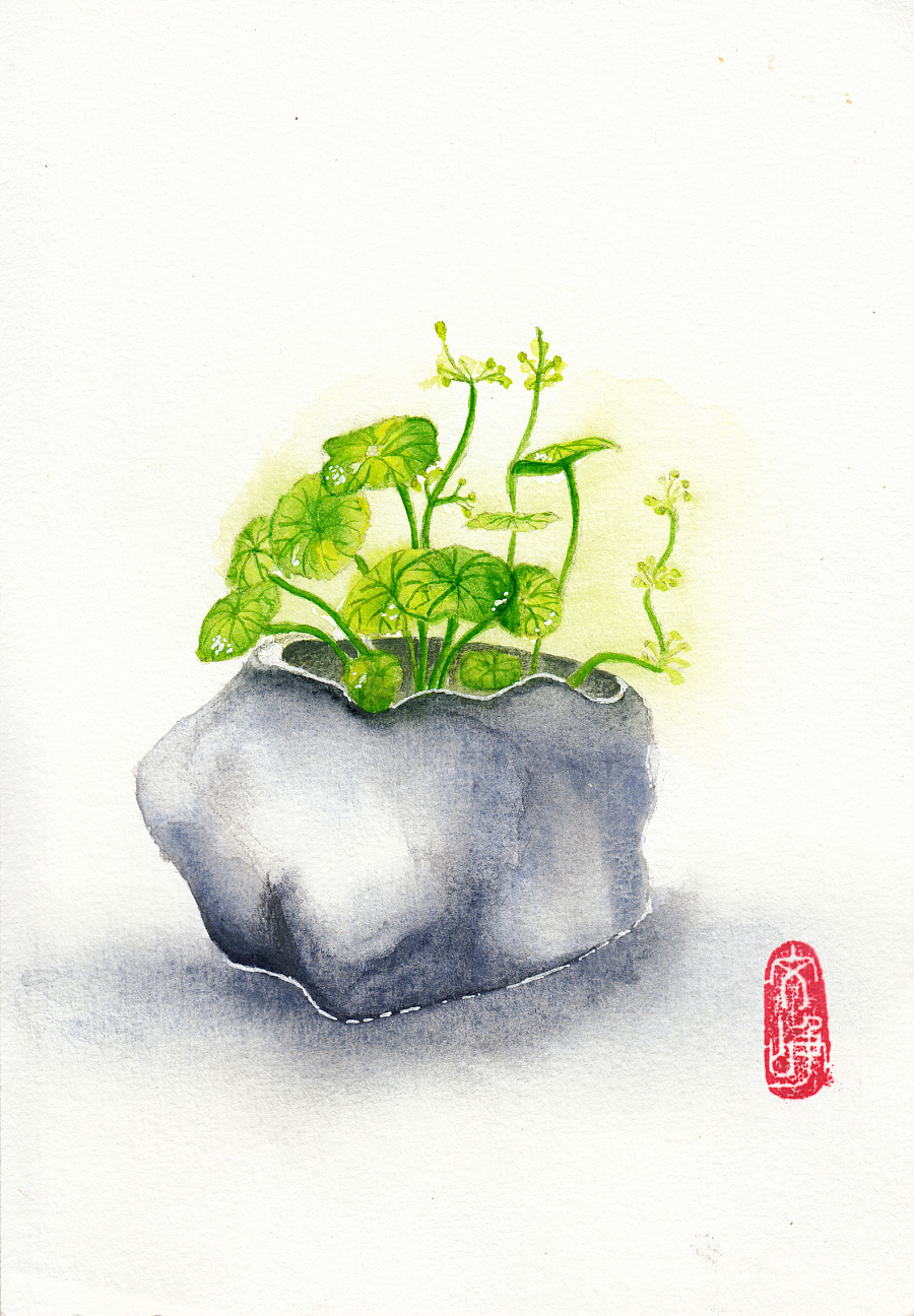 原创作品:水彩插画铜钱草