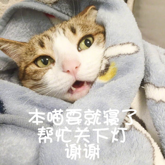 动态表情,可爱表情,卡通猫咪,卖萌摇头表情表情动物图片