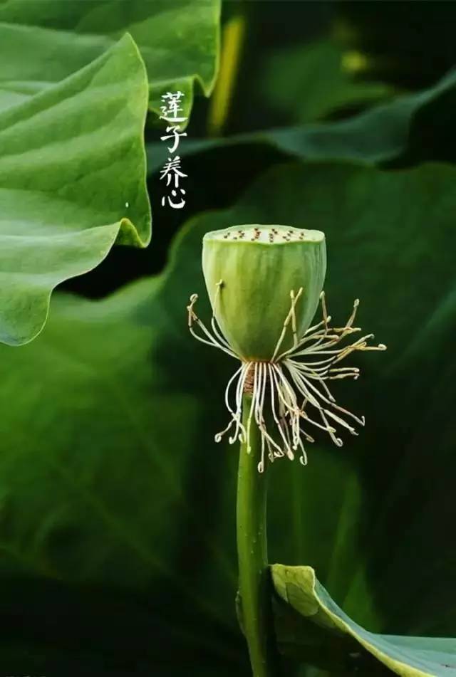禅意