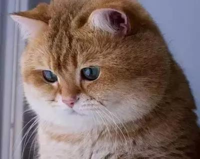 肥猫4 