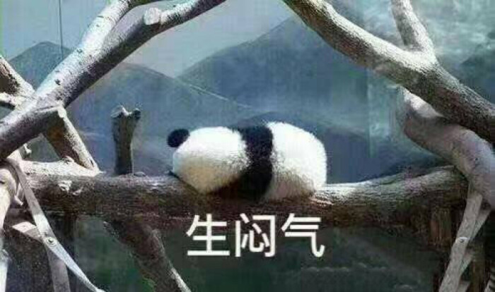 快来哄我啊笨蛋