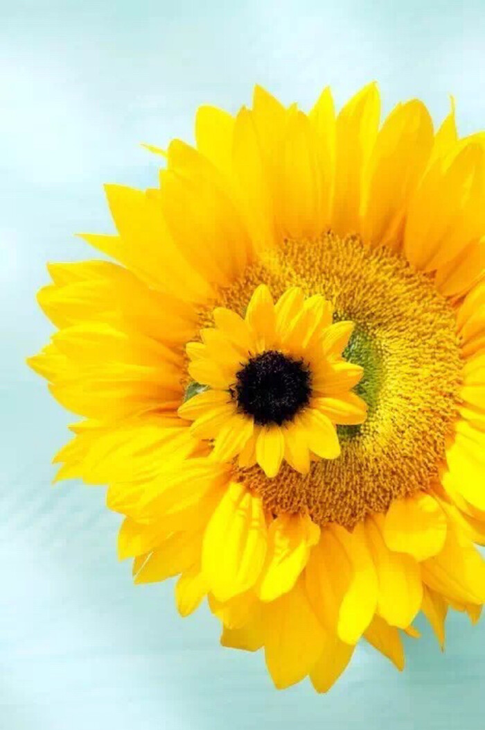 向日葵的学名helianthus由希腊语helios"太阳"和anthos"花"组成,直译