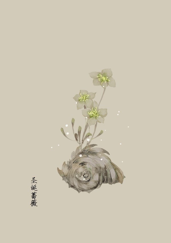 圣诞蔷薇—artistic青尘(古风)