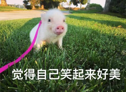小可爱の表情包 小猪pig 觉得自己笑起来好美