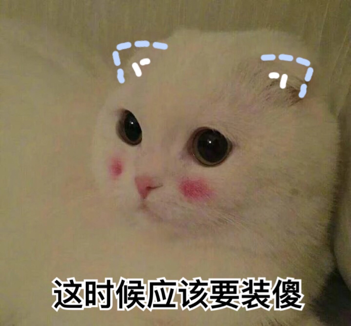[猫咪表情][可爱表情][软妹表情]喵星人 汪星人 表情包 可爱 萌 by