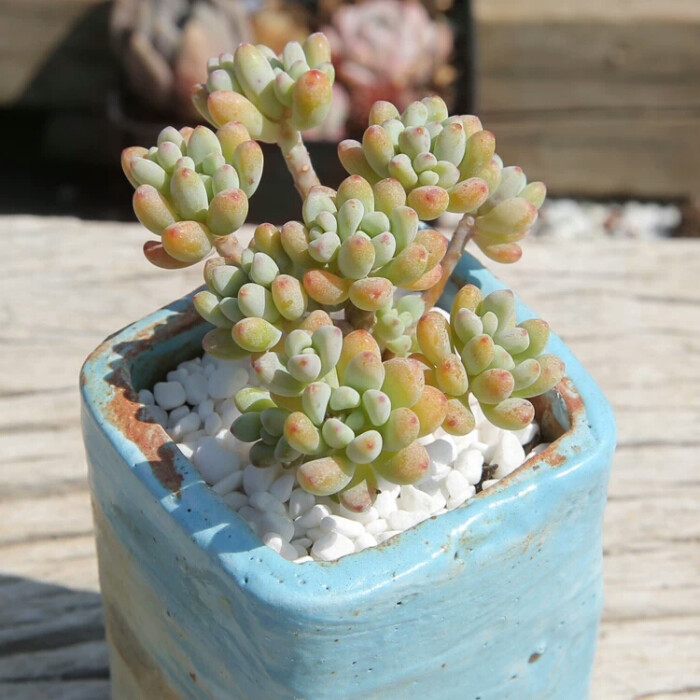 多肉植物 绿豆老桩