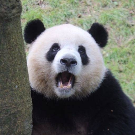熊猫惊讶的表情包图片
