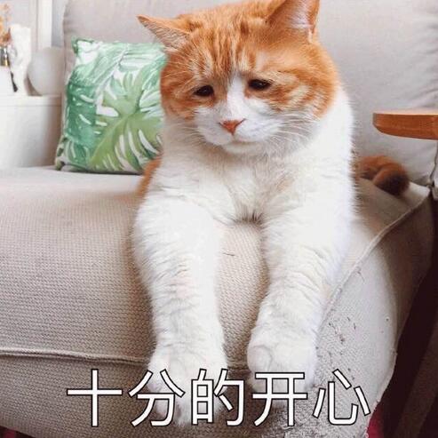 喵喵表情坐等的微信图片搞笑图片图片